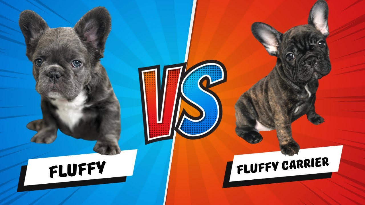 Fluffy French Bulldog Vs Fluffy Carrier French Bulldog