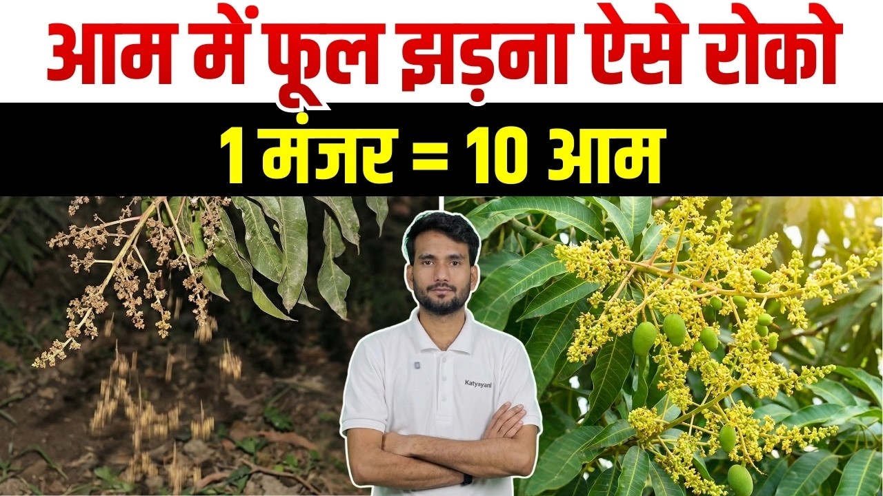 आम में फूल टिकाने का सीक्रेट फार्मूला | अब नहीं गिरेगा एक भी मंजर