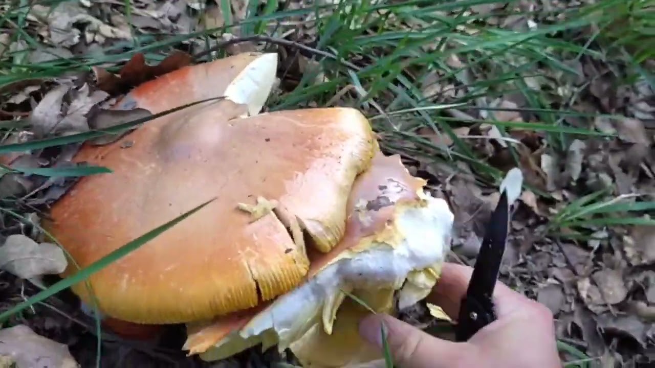 BROTADA DE AMANITAS CESAREAS; GORRINGO!!! ORONJA!!!