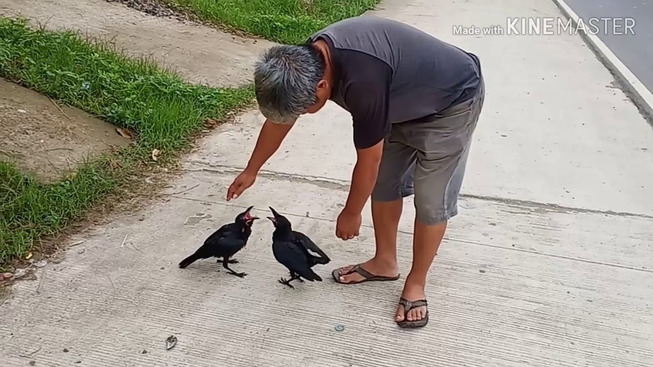 Uwak master (paano kaya niya napaamo)