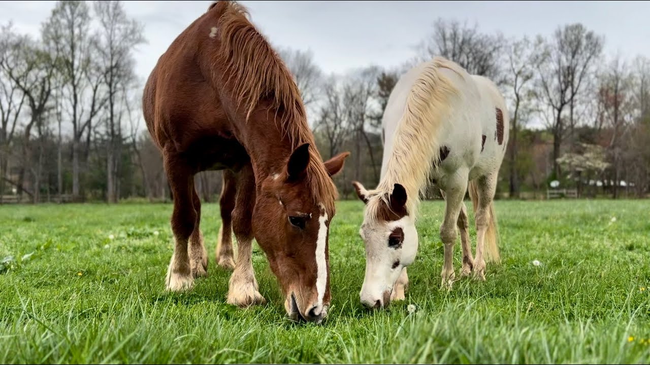 3 Minutes Relaxing with My Rescued Draft Horse Genny. Peaceful Horse Video.