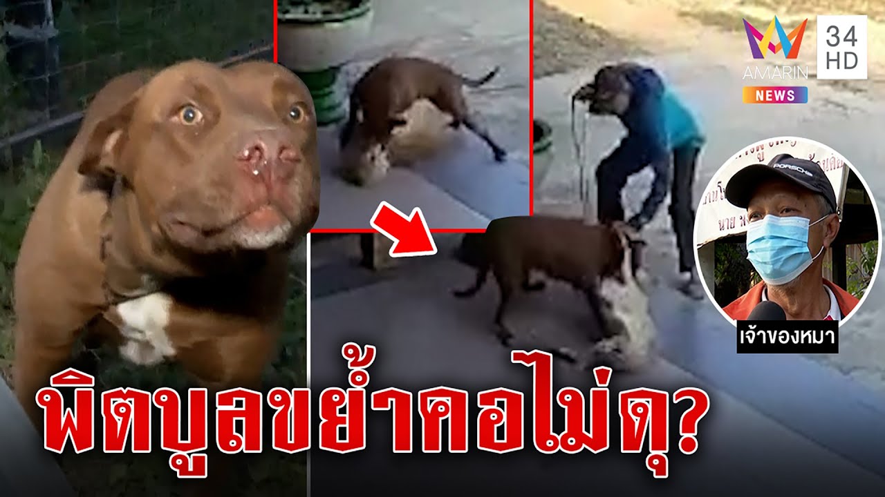 ช็อก! พิตบูลหวิดขย้ำเด็กหมารับเคราะห์แทน เจ้าของโต้ปล่อยหลุดยันหนีเอง | ทุบโต๊ะข่าว | 26/12/65