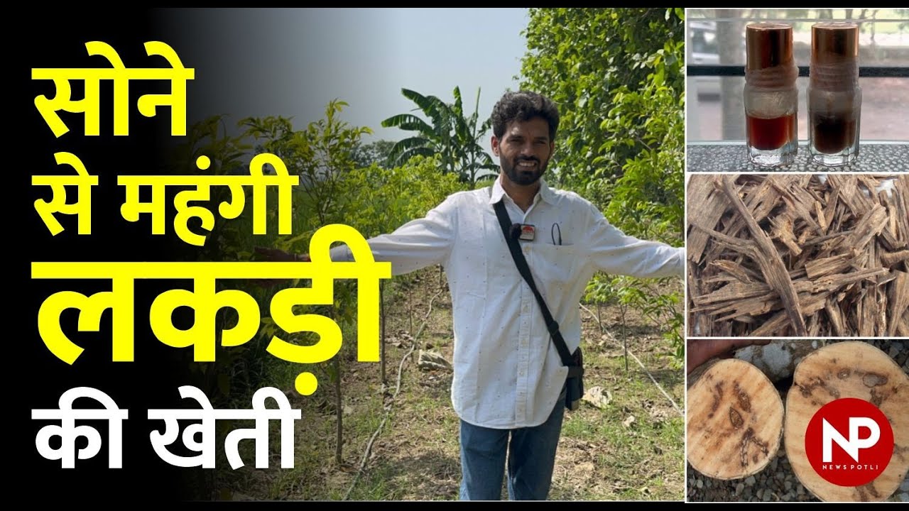 Agarwood Farming || सोने से महंगी अगरवुड की लकड़ी || Why Agarwood Is So  Expensive || Uttar Pradesh