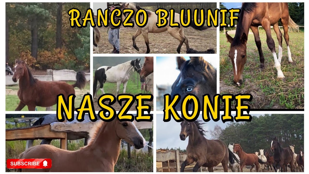 PRZEDSTAWIAMY NASZE KONIE - 2022