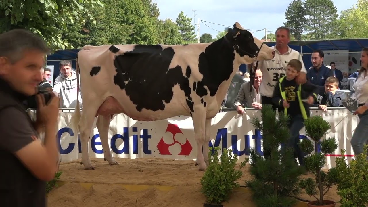 👉 Concours de vaches 🐄 race Prim'holstein