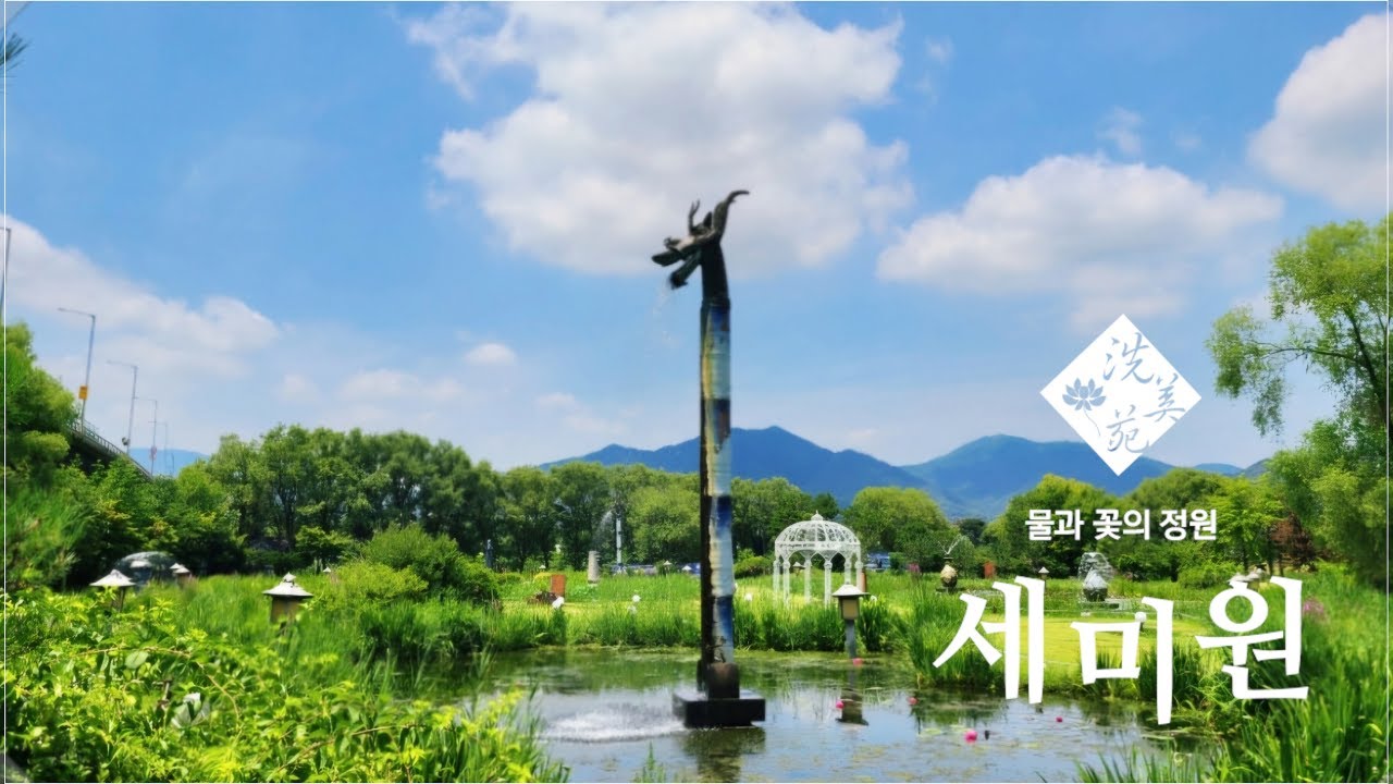 Korean Lotus Garden 세미원 연꽃 2025 - 4K