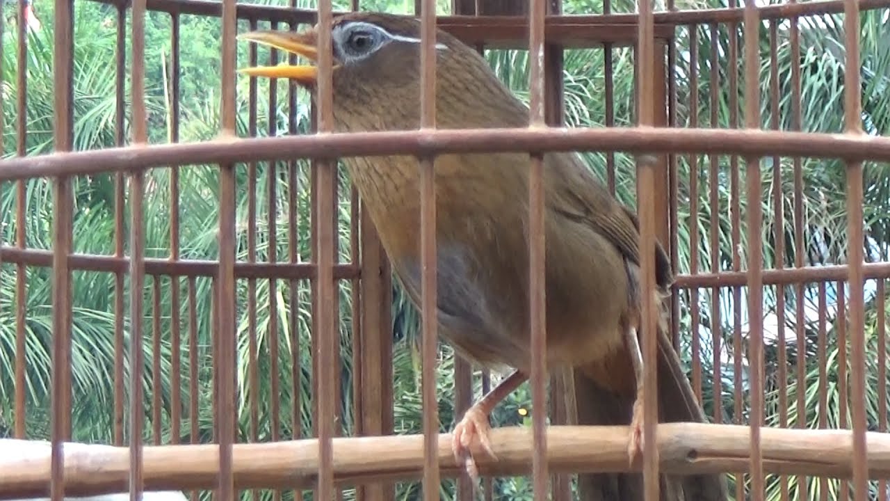 HM2957 Ca sỹ rừng xanh, (Đã bay)_Nightingale sings best