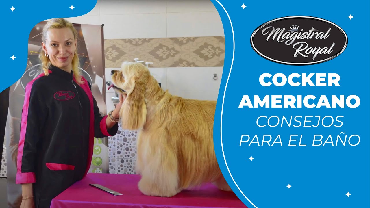 Cómo bañar correctamente un COCKER AMERICANO con Magistral Royal