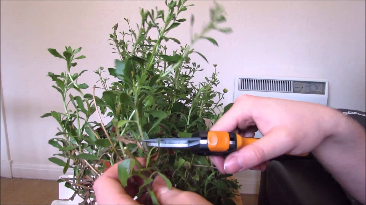 Pruning Osteospermum, Ready For Spring