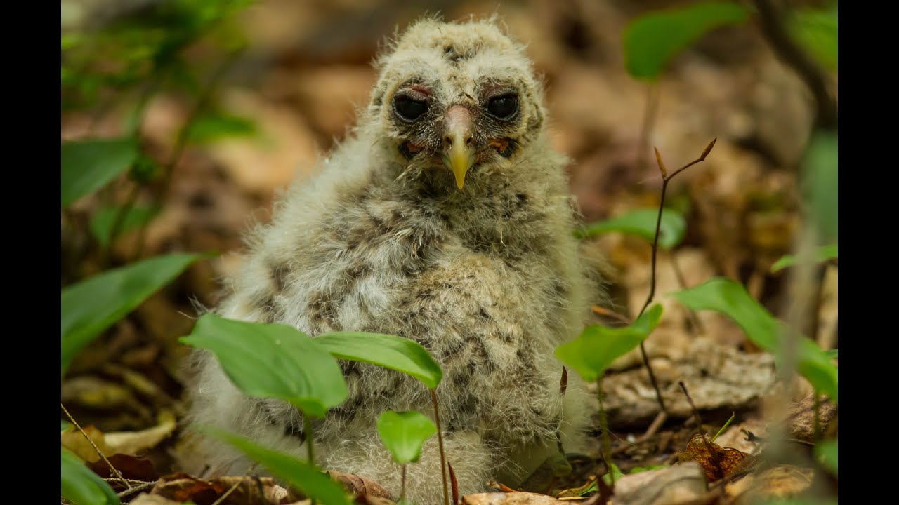 Barred Owl Chick Rescue!