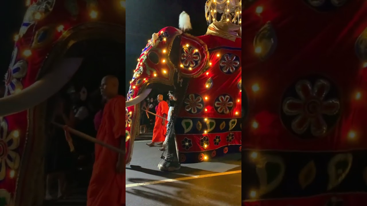 Esala Maha perahera Great tusker pulathisi raja #elephant #culture #traditional #perahara #tusker