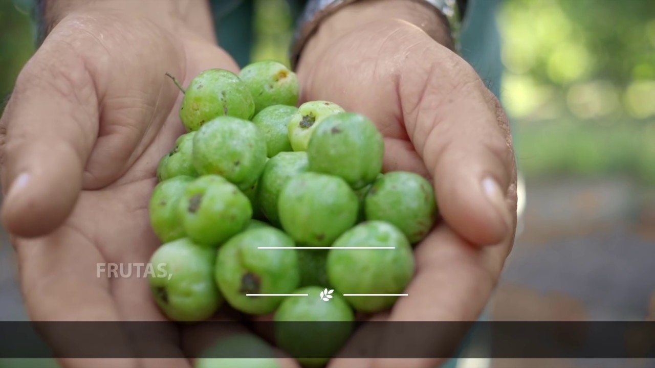 🔴 Nutrilite™: conheça mais sobre a marca número 1 em vitaminas e minerais no mundo