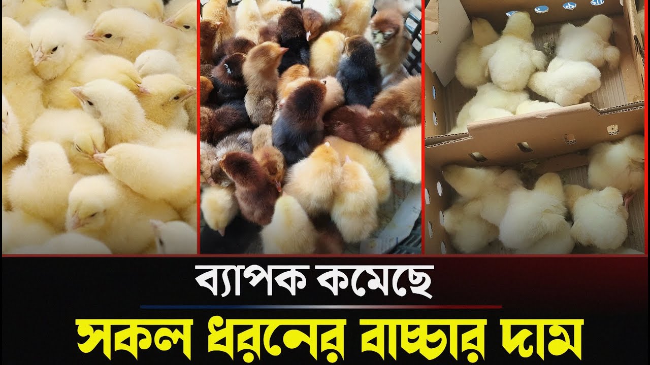 আজকের বয়লার মুরগির বাচ্চার দাম || সকল বাচ্চাসহ বয়লার বাচ্চার দাম