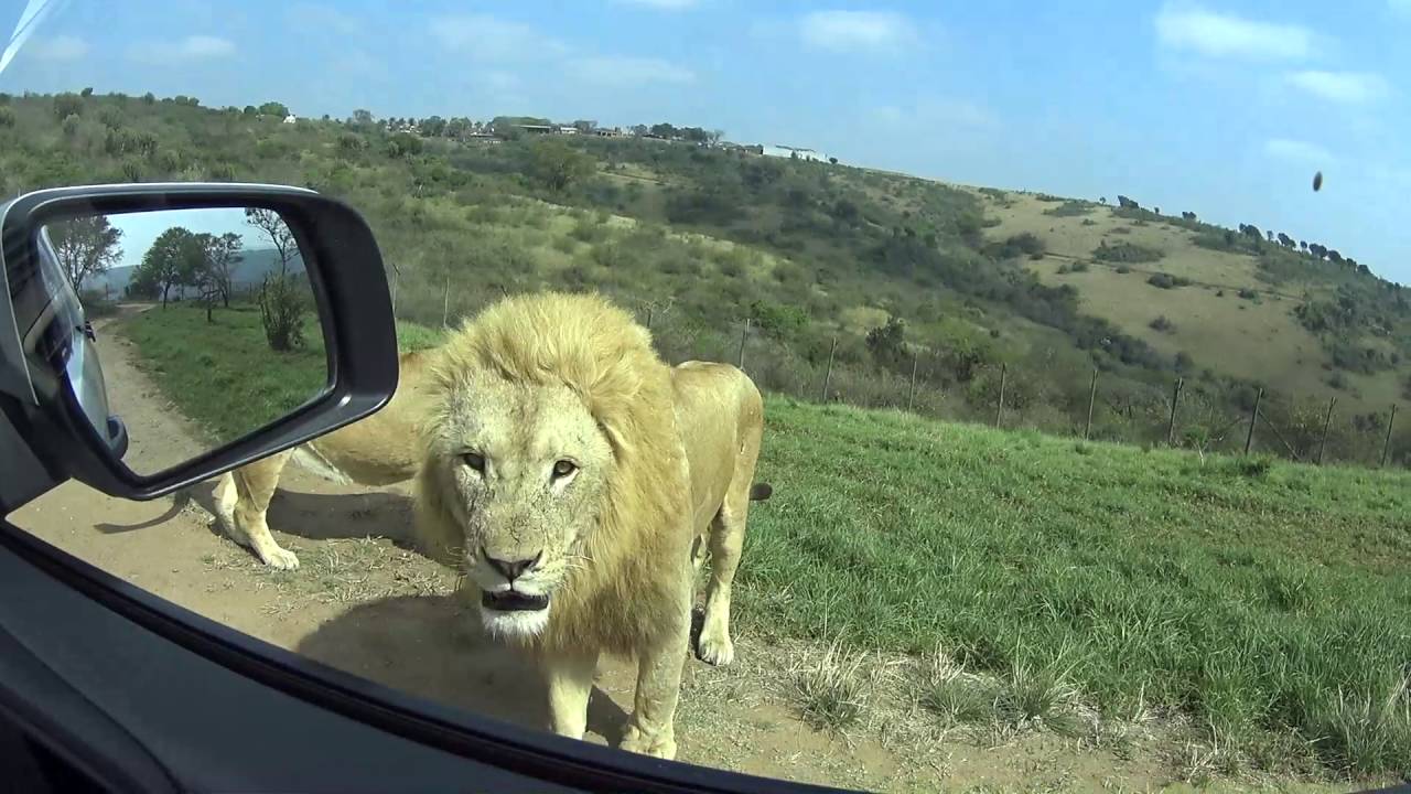 Driving Through the Lion Park