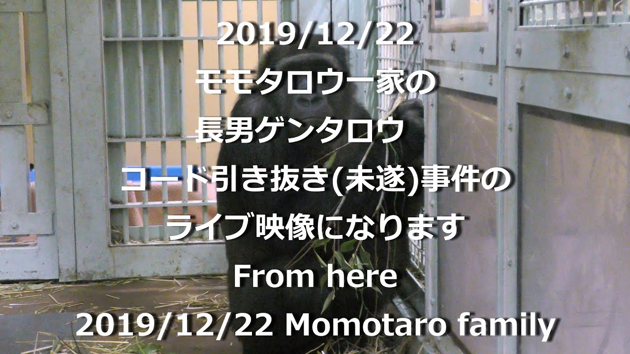 ゲンタロウ、コード引き抜き事件💗[Kyoto City Zoo] Gentaro, code pull-out affair