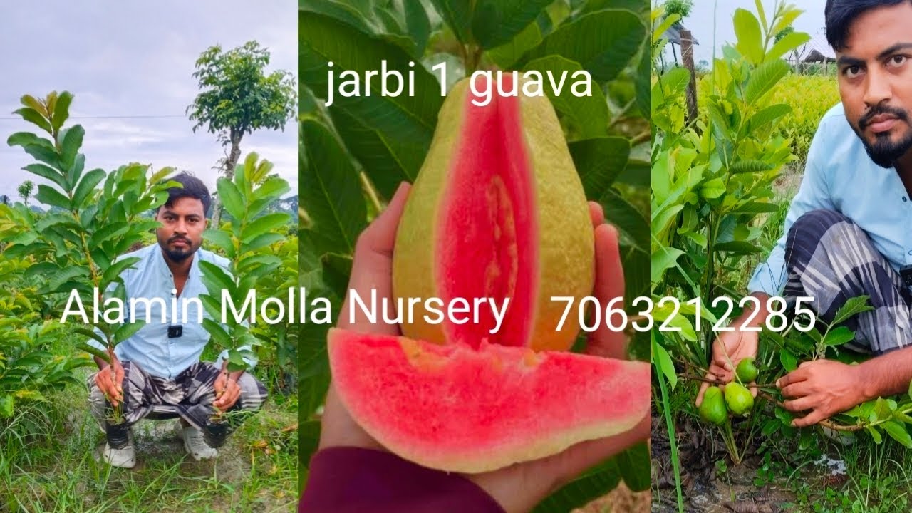 Jarbi 1 guava Alamin Molla Nursery West Bengal Kolkata north 24 pin 743424 cantack 7063212285