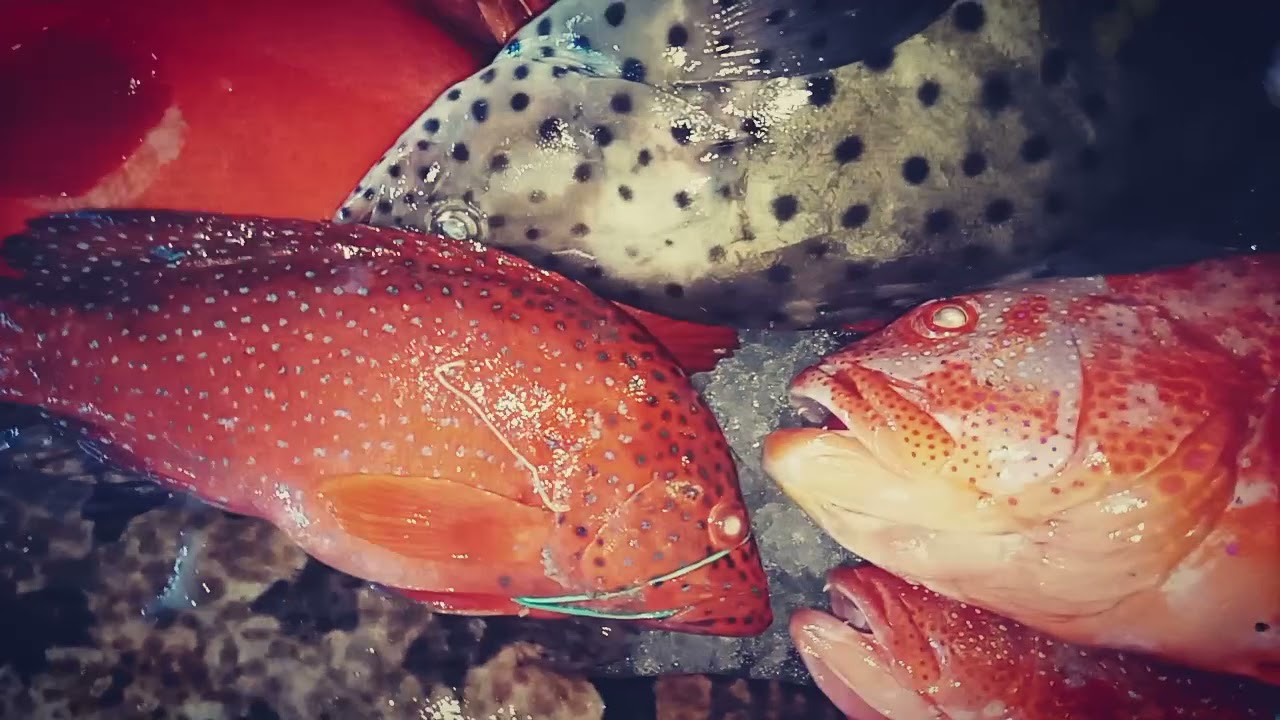 bedanya ikan kerapu dan ikan sunu