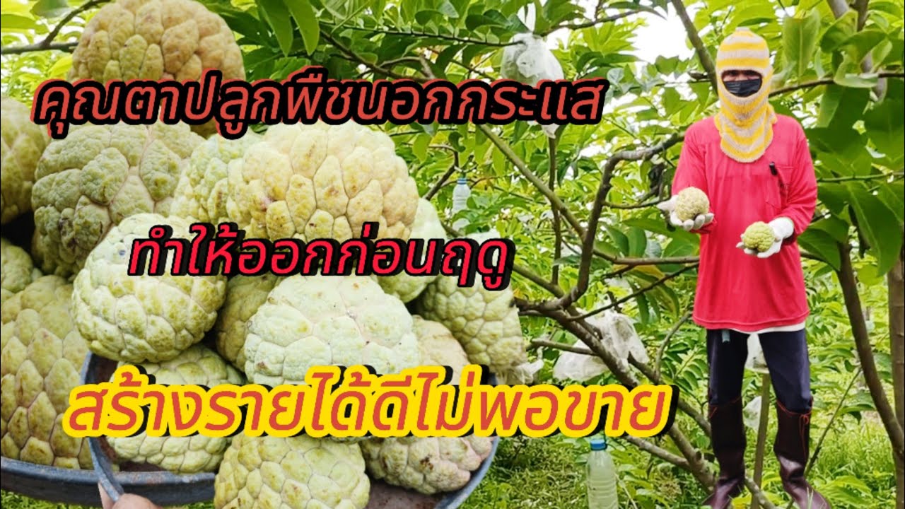 ปลูกน้อยหน่าพันธุ์โบราณพืชนอกกระแส ปลูกง่ายดูแลง่ายทำให้ออกก่อนฤดู สร้างรายได้ดีจนไม่พอขาย