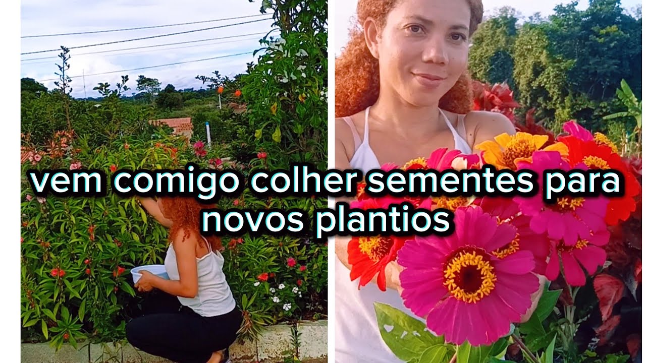VEM COMIGO COLHER SEMENTES PARA NOVOS PLANTIOS @JardimfloridodaElis .