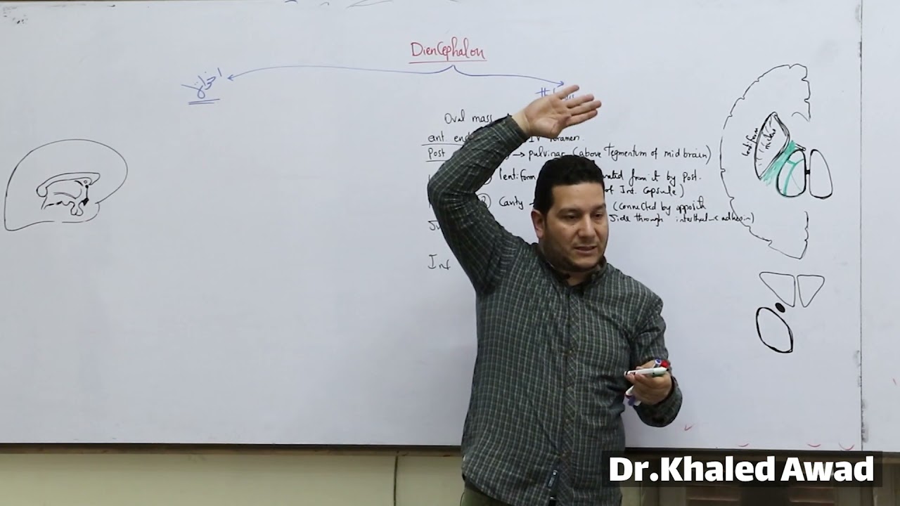Anatomy of Diencephalon ... By Dr. Khaled Awad