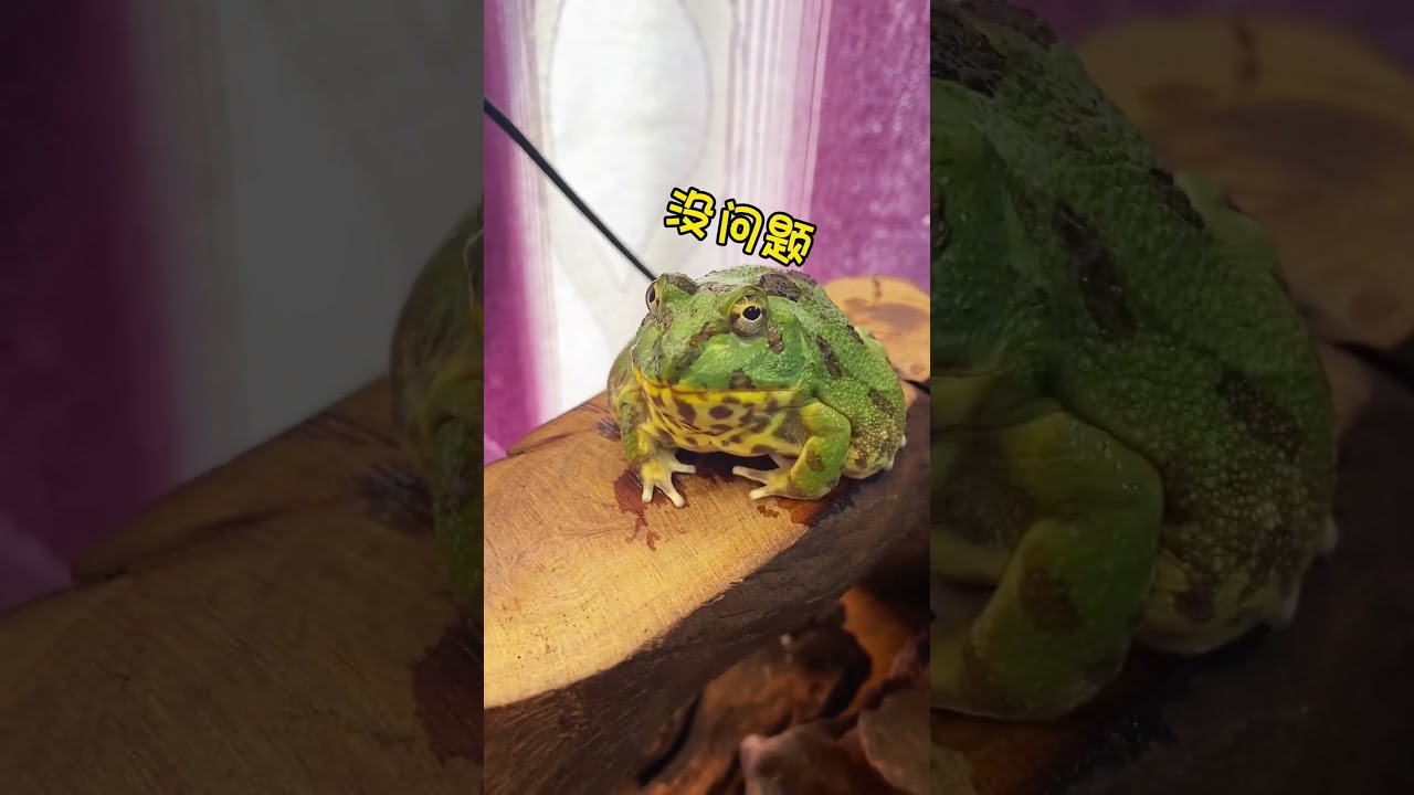 又一次颠覆认知 爬宠 饲养员日常 非洲牛蛙 蝎子人工养殖 爬宠日常