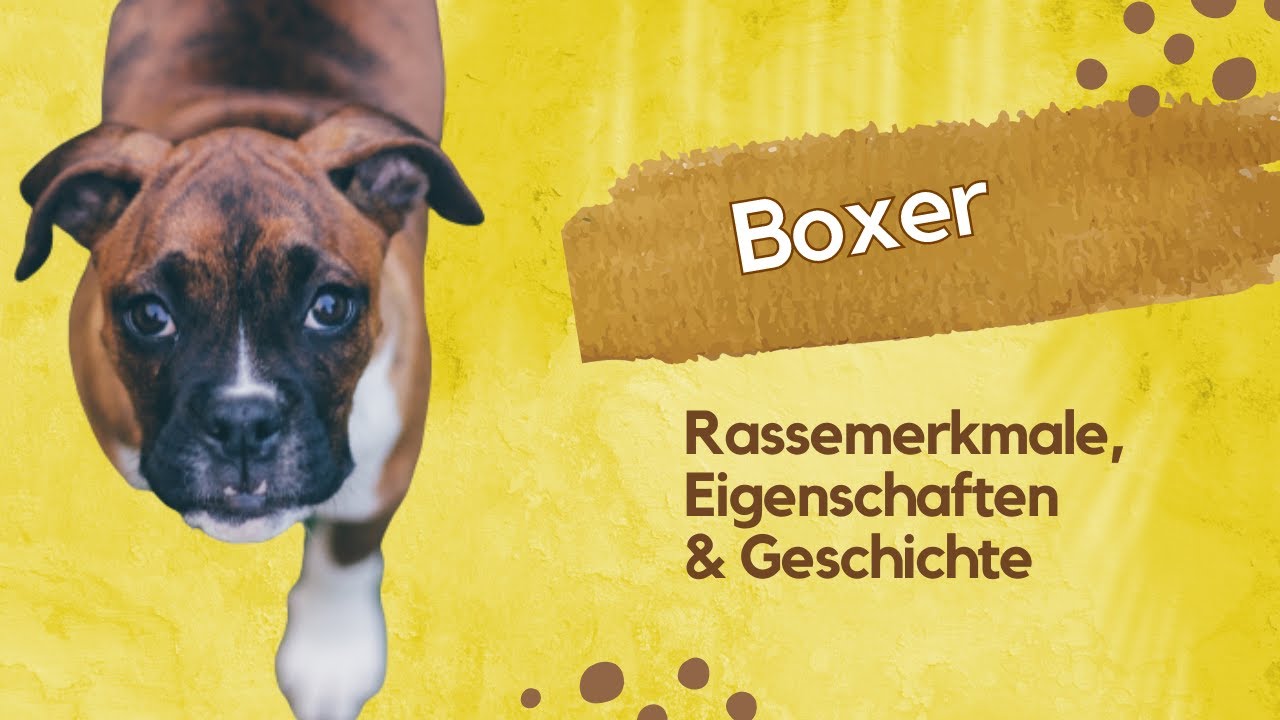 🥊 Boxer: Rassemerkmale, Temperament und Pflege enth&uuml;llt! 🐾