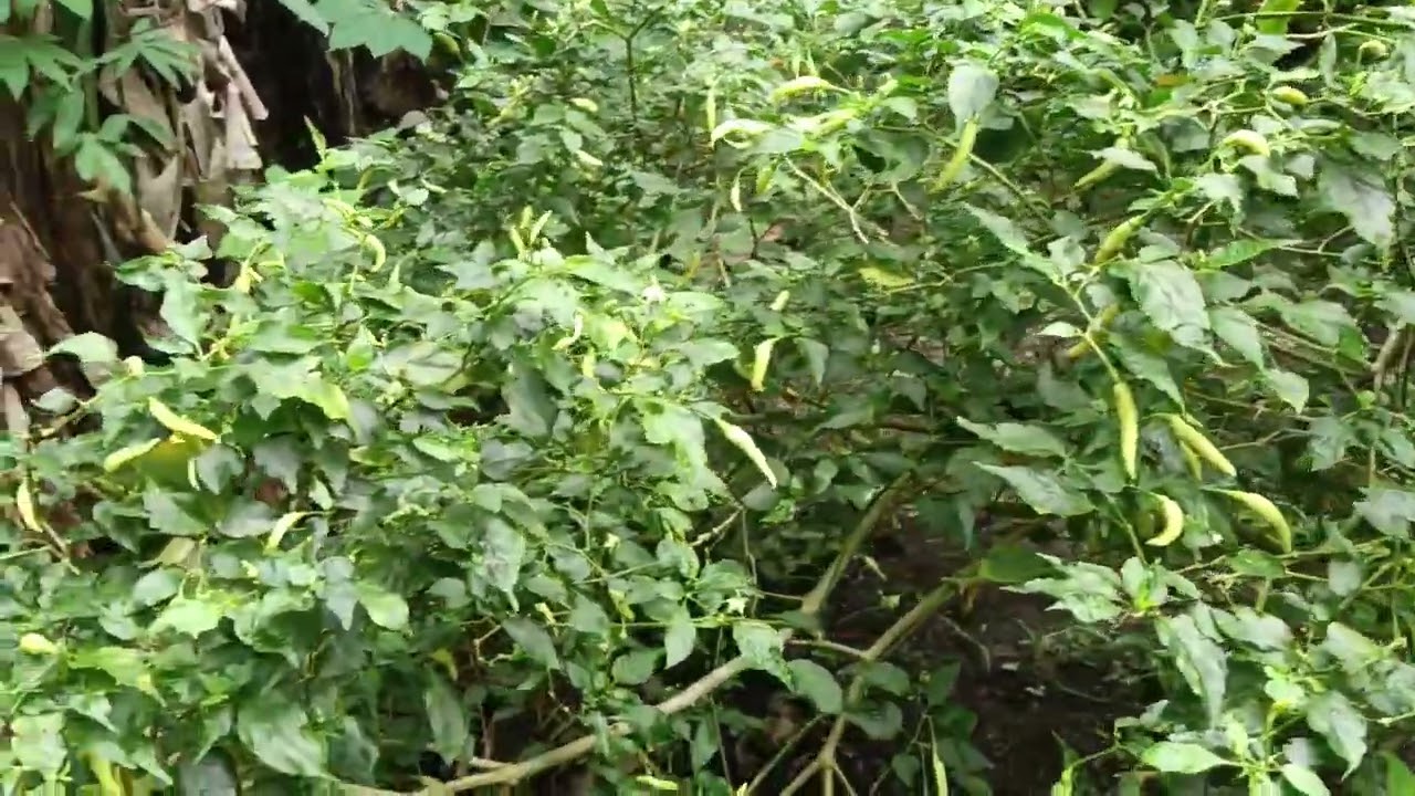 SANTAI² DI KEBUN