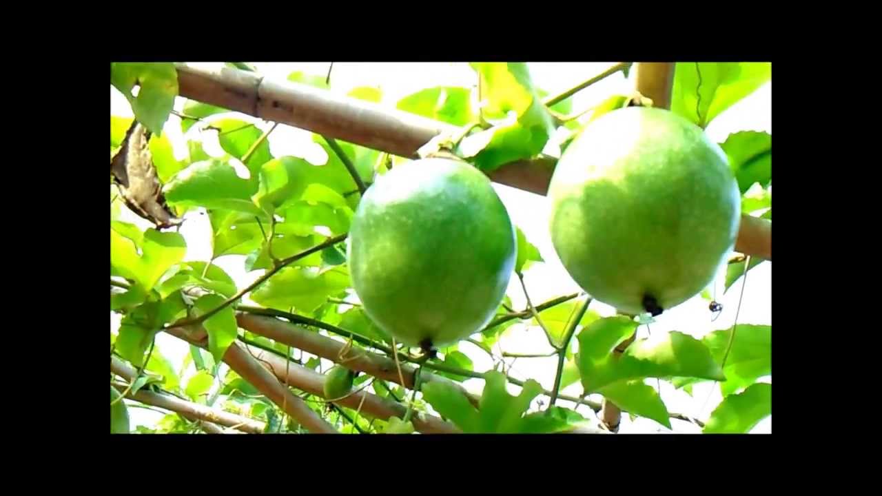 Passiflora Edulis var. flavicarpa Plant, Fruits, and Flowers | 1080p HD