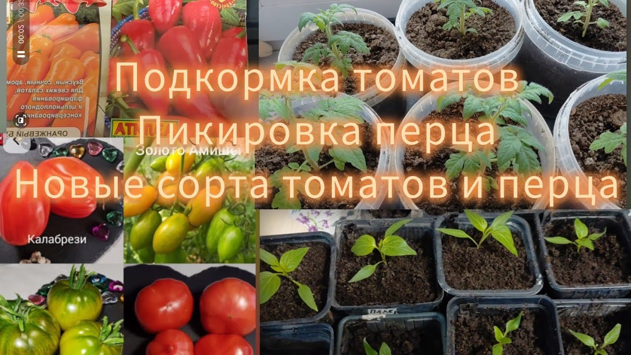 Подкормка томатов.пикировка перца.рассада.новинки томатов и перца.