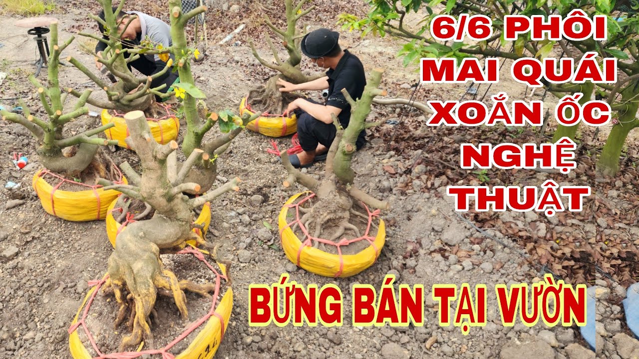 6/3 Phôi mai quái bứng bán tại vườn xoắn ốc nghệ thuật ☎0907913169