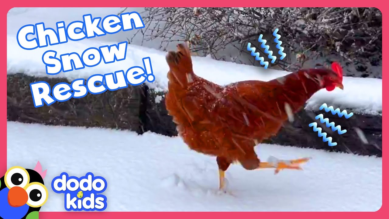 Weatherman Rescues A Chicken From A Snowstorm! | Dodo Kids | Rescued!