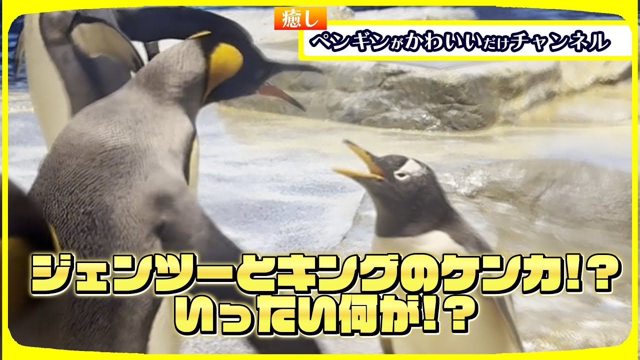 【♡】🐧ジェンツーペンギンの譲れない日常🐧海響館#penguin #animals #kawaii