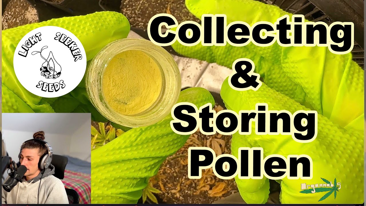 Collecting and Storing Male Pollen Mac Stomper X Kosher Kush
