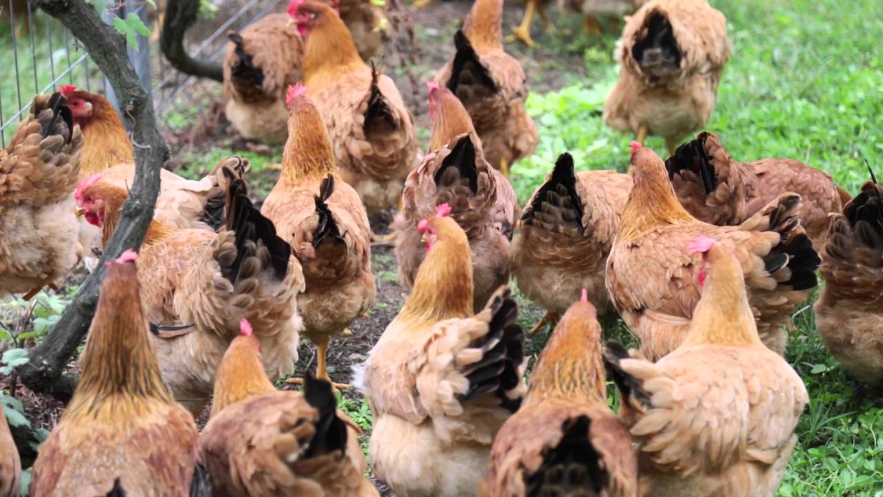 Gli allevamenti avicoli di Macelleria Moresco