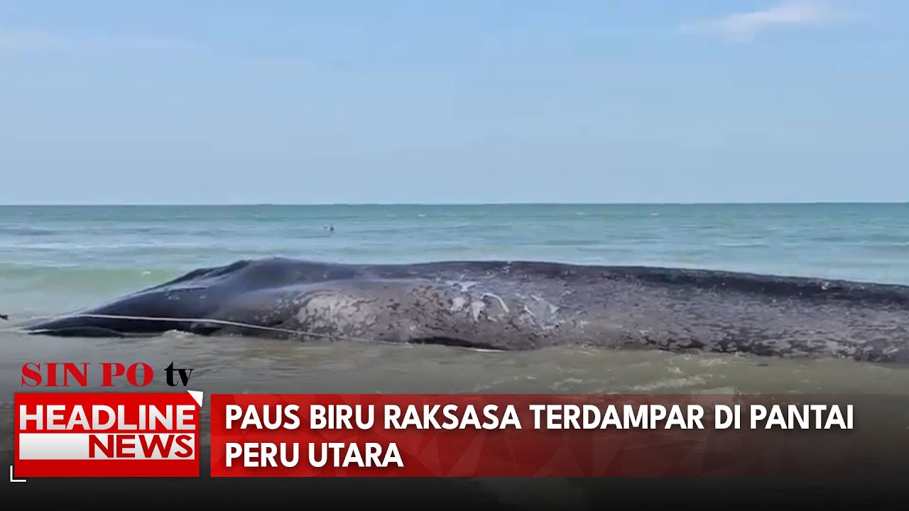 Paus Biru Raksasa Terdampar Di Pantai Peru Utara