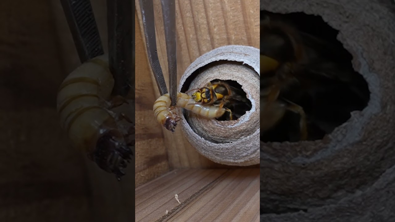 Feeding a Solitary Yellow Hornet Queen with Mealworms