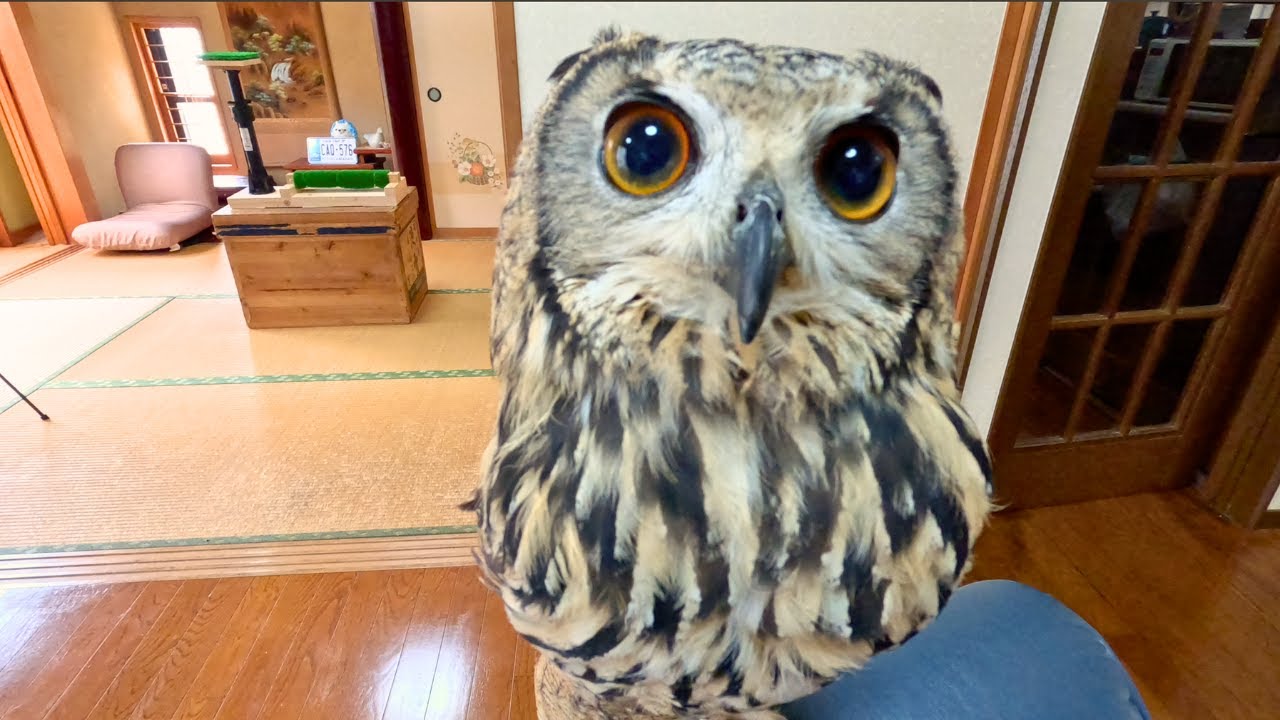 おやつはコオロギ❤️フクロウの食事　#フクロウ #ベンガルワシミミズク #フクロウのいる暮らし 