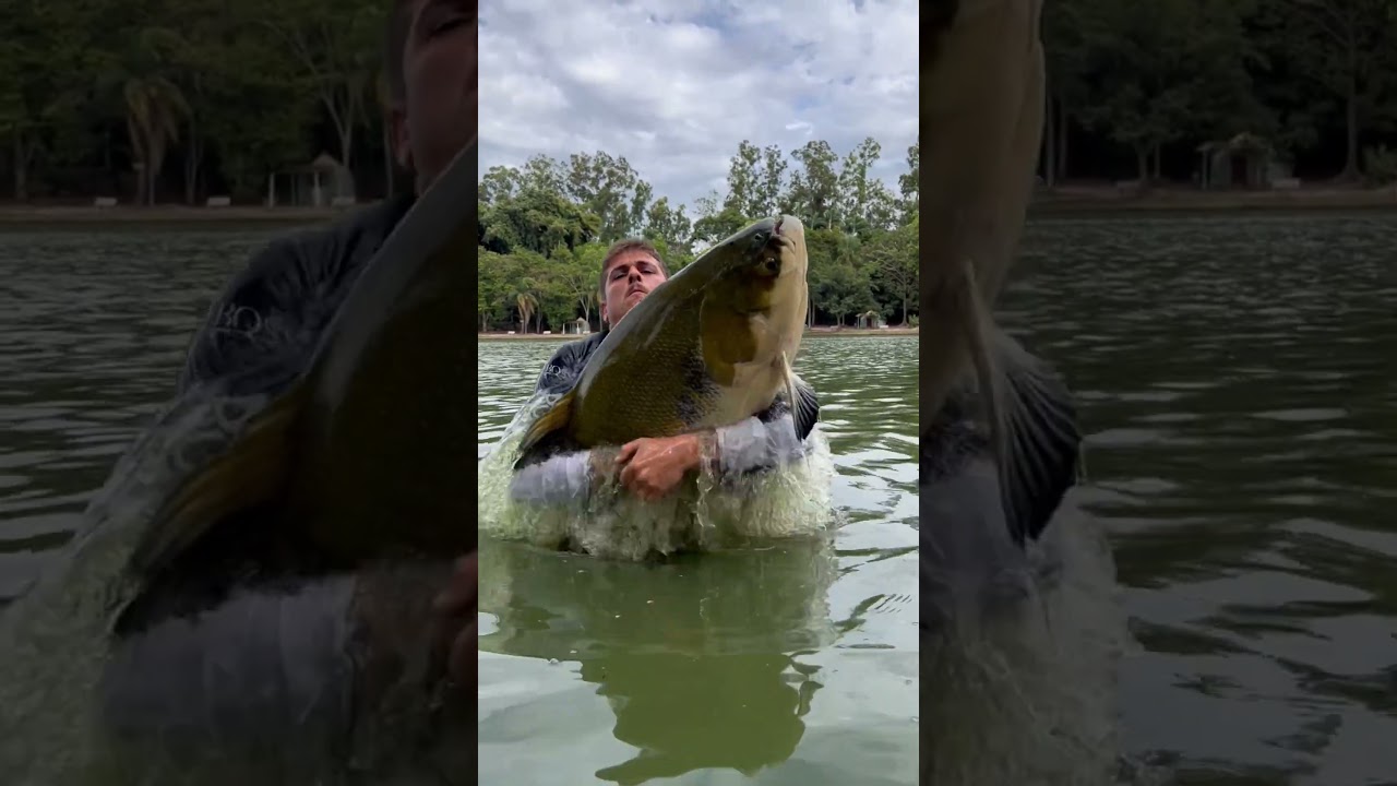 Tambaqui, gigante l&aacute; no c&oacute;rrego das antas.