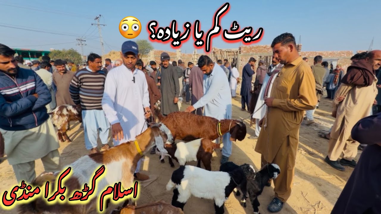 Islamgarh Bakra Mandi 2026 🐐 | Reasonable Rates & Beautiful Goats in Market | Des Pardes