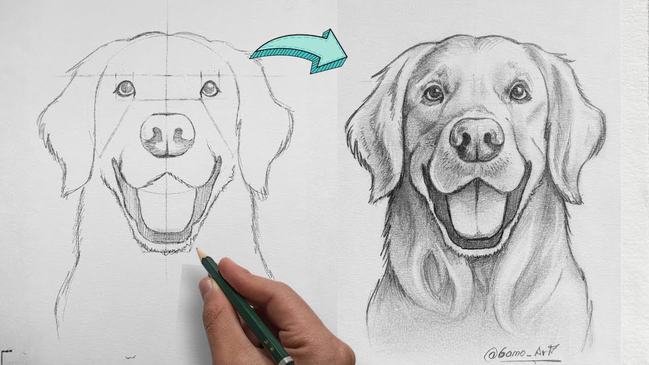 Cómo Dibujar un Golden Retriever a lápiz - paso a paso