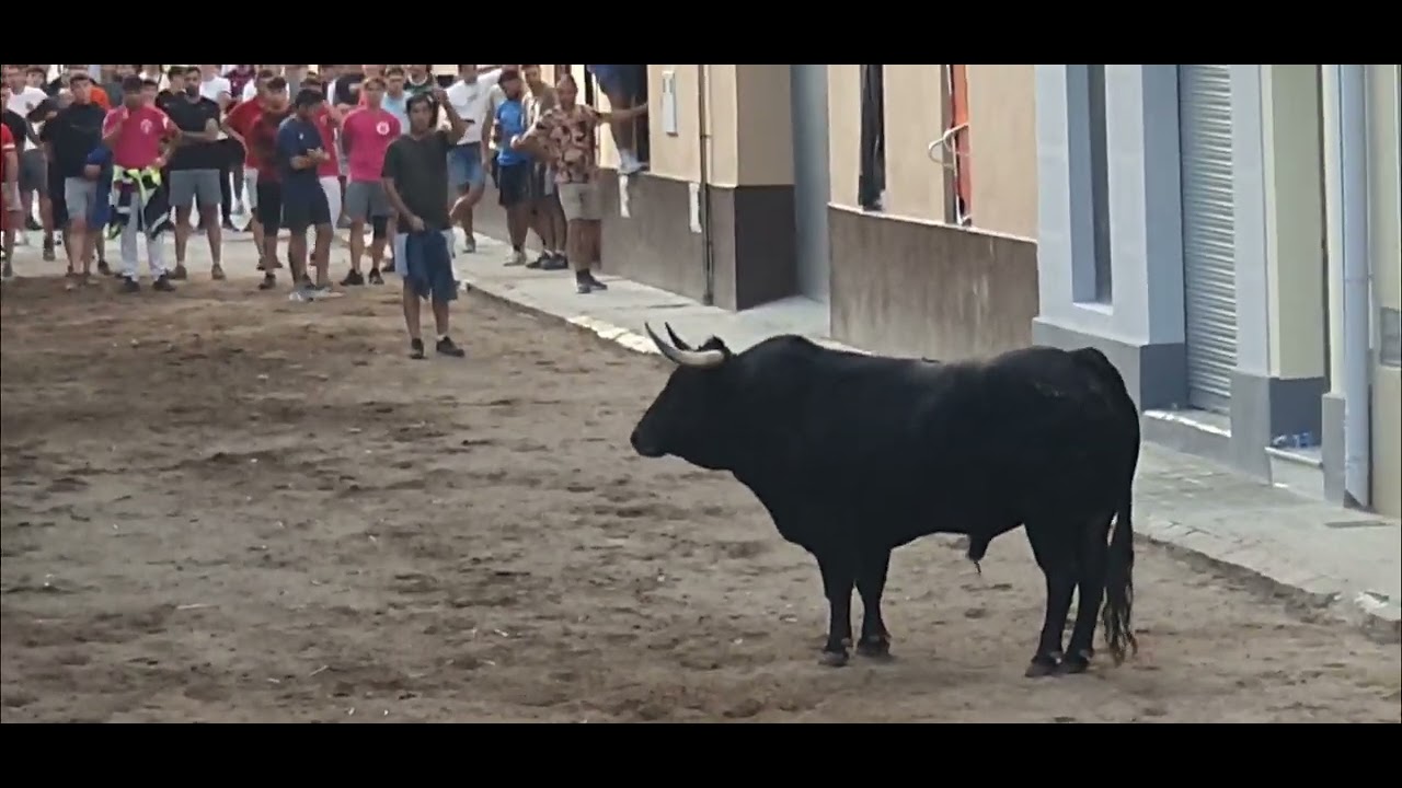 Festejos Populares Foios 2025.Toros Cerriles Ganaderias Arrauz De Robles y Gerardo Ortega.27/09