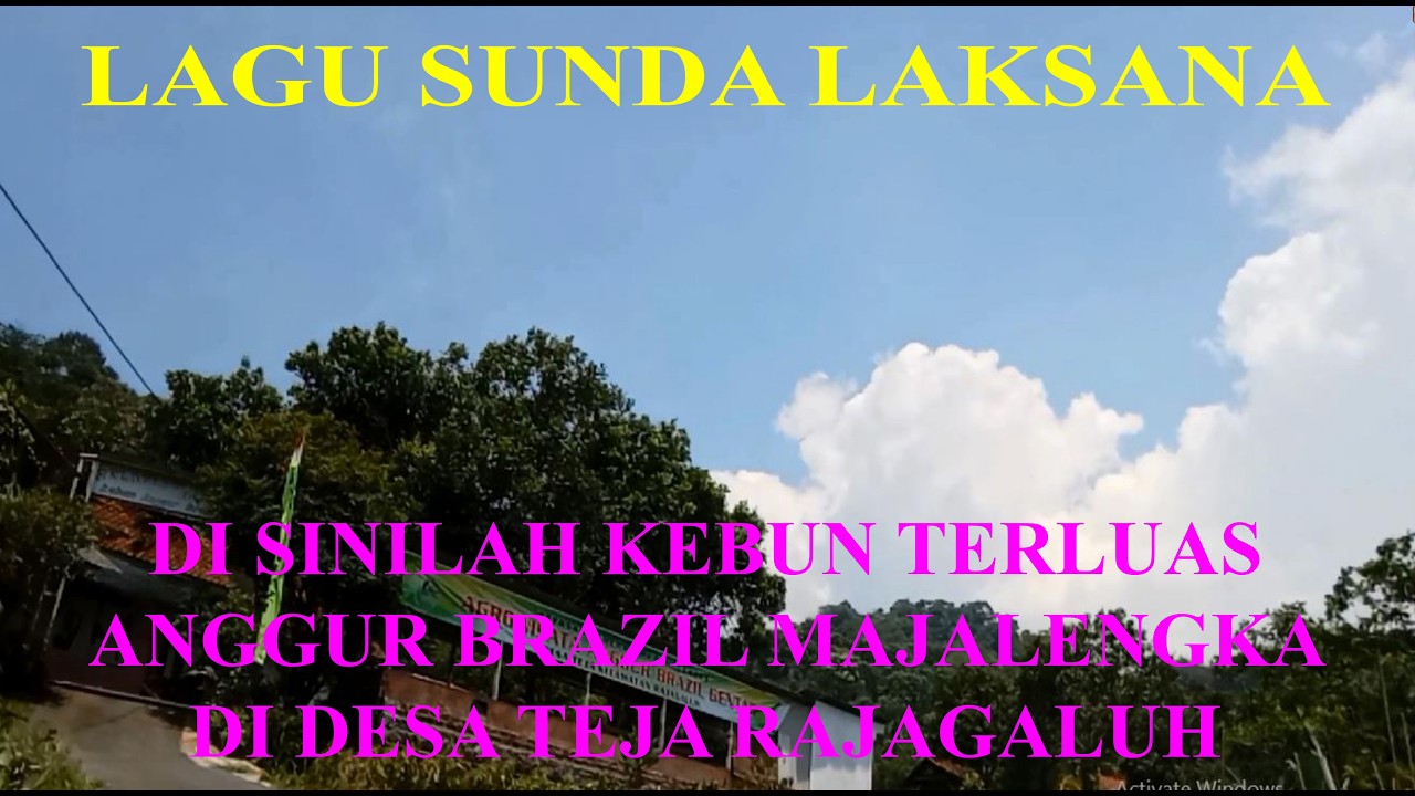 LAGU SUNDA LAKSANA DISINILAH KEBUN TERLUAS ANGGUR BRAZIL MAJALENGAKA DI DESA TEJA RAJAGALUH