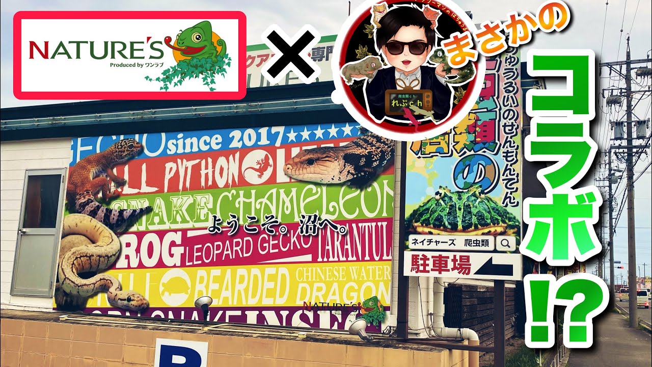 【ネイチャーズ】名古屋屈指の爬虫類ショップと夢のコラボとは？