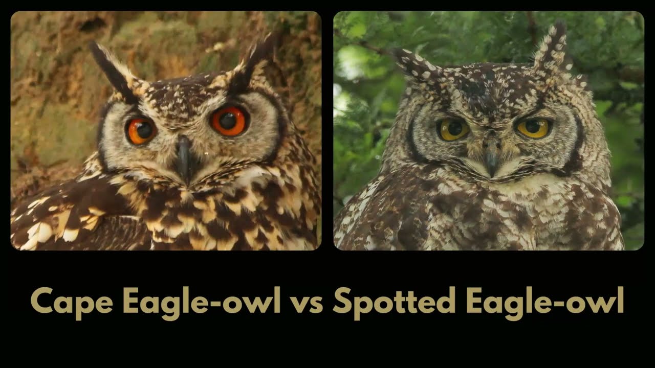 CAPE EAGLE-OWL vs SPOTTED EAGLE-OWL - how to tell the difference - part 5