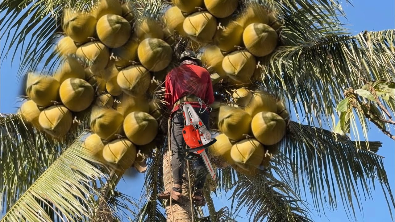 Cưa Cây Dừa Nhiều Trái Trong Chổ Hẹp Cưa Cây Kỷ Thuật Cao 