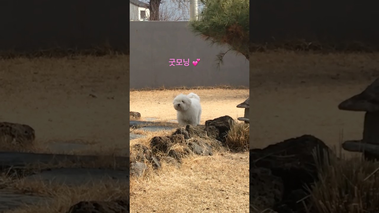 잠이 덜 깬 강아지🩷굿모닝 앙꼬