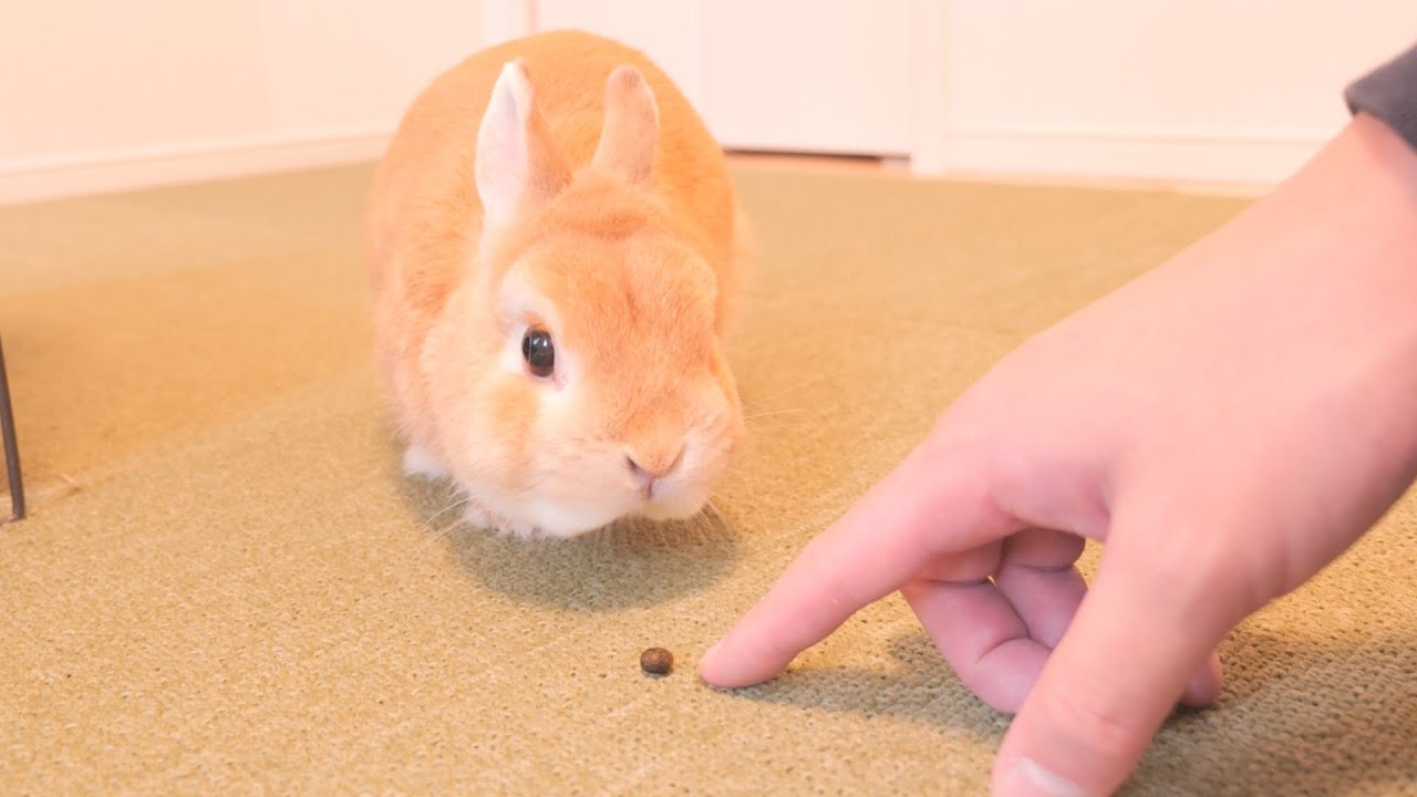 落としたウ●チを注意したらウサギが食べようとしていました【No.870】