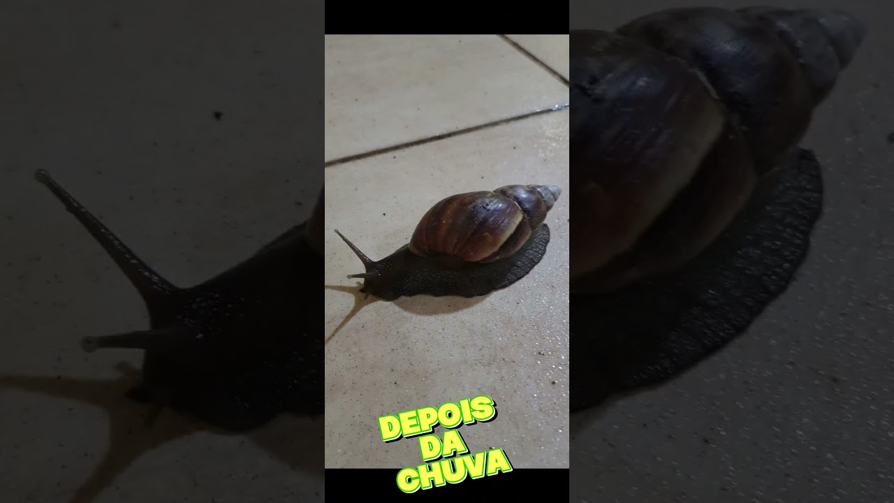 O grande caramujo africano.#caramujo #caramujoafricano #lesma #animais