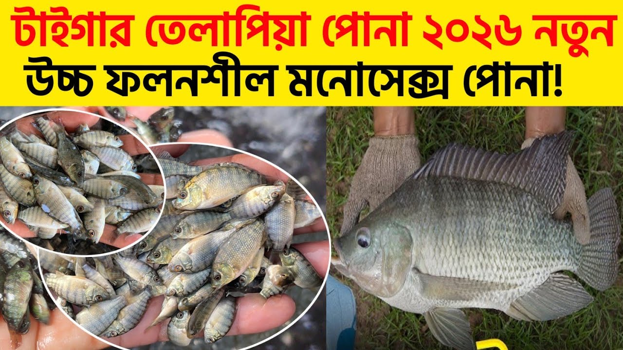 উচ্চ ফলনশীল মনোসেক্স পোনা | টাইগার তেলাপিয়া পোনা | 01945757200 | মাছের পোনা কোথায় পাওয়া যায় 