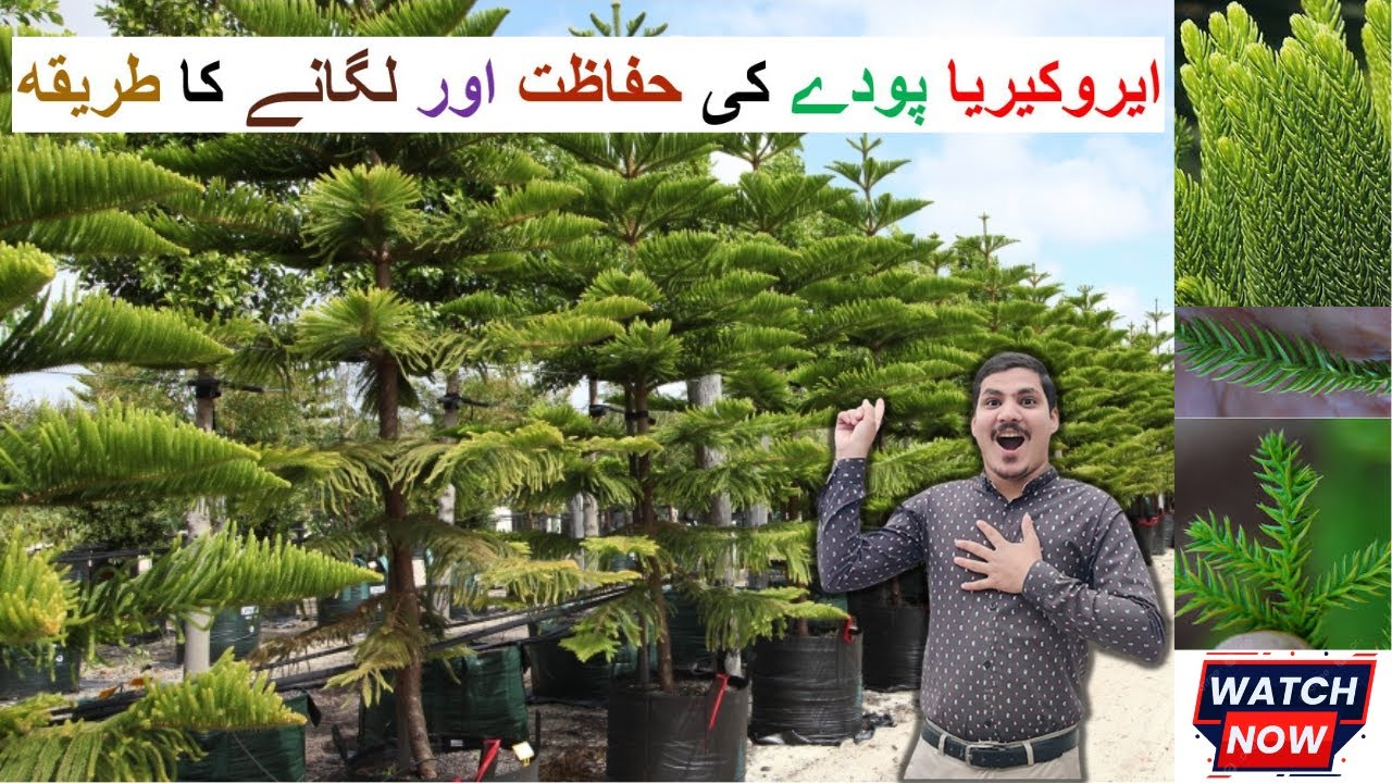 Araucaria Plant | Christmas Tree | How to Grow, Care, Watering and Propagation of Araucaria Plant